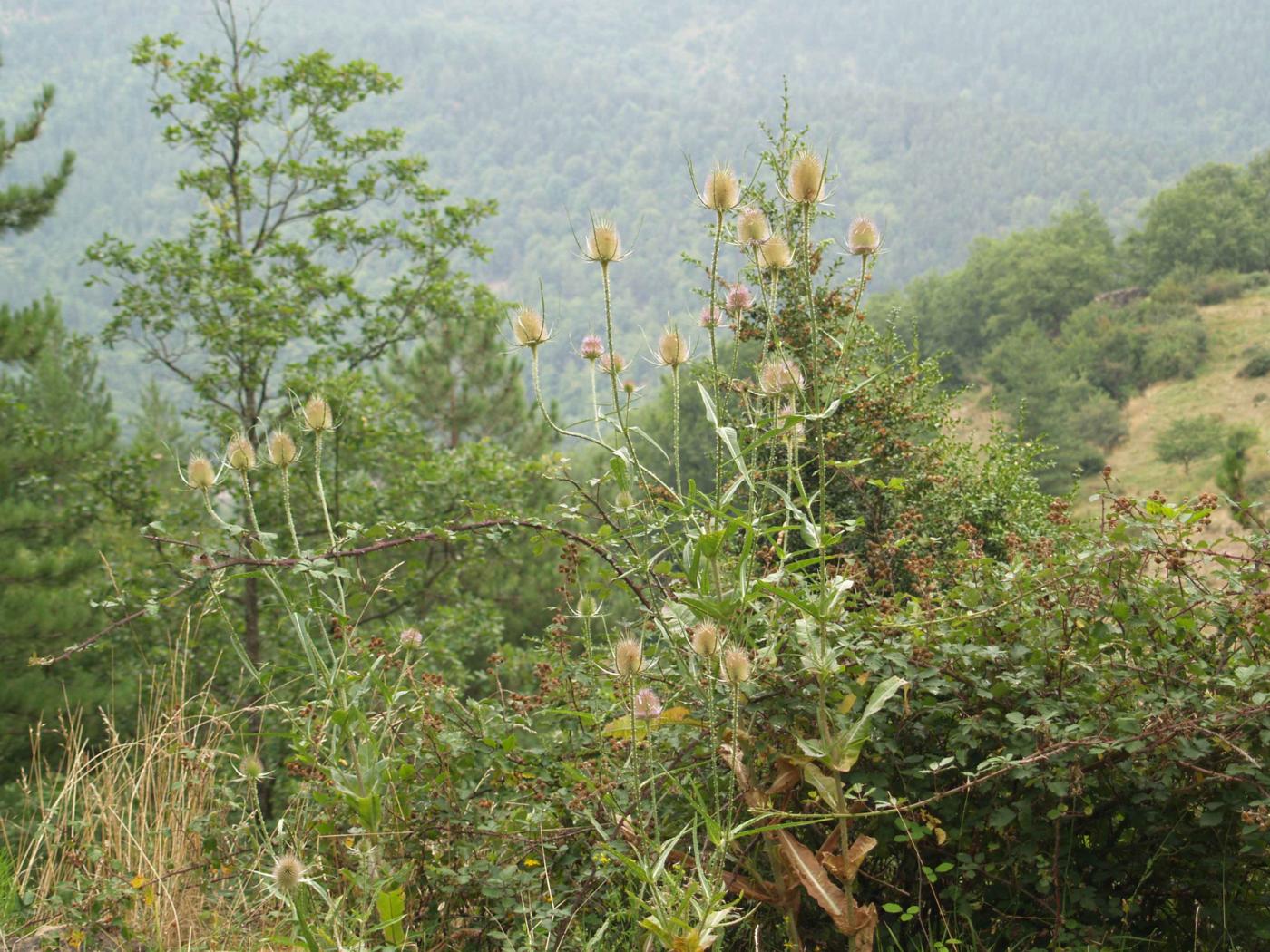 Teasel plant